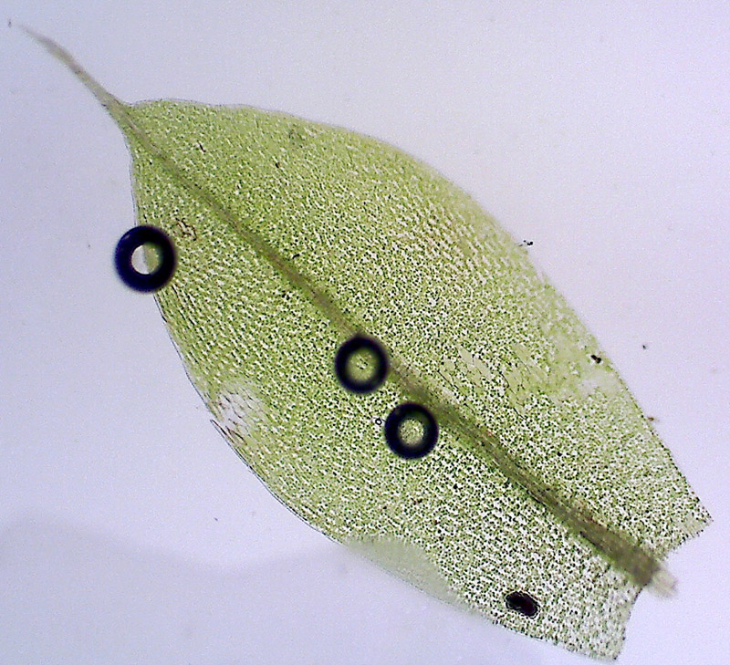 Bryum caespiticium